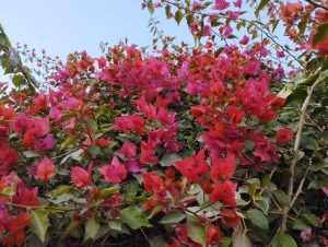 Bright red and pink Bougainvillea 'Mrs Butt' 8" Pot flowers are clustered together, interspersed with green leaves, against a clear blue sky—reminiscent of Mrs. H.C. Buck's beloved garden.