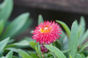 Close-up of a vibrant red-pink Bracteantha 'Mohave Purple Red' Native Paper Daisy 6" Pot (Copy) flower with a yellow center, surrounded by green leaves.