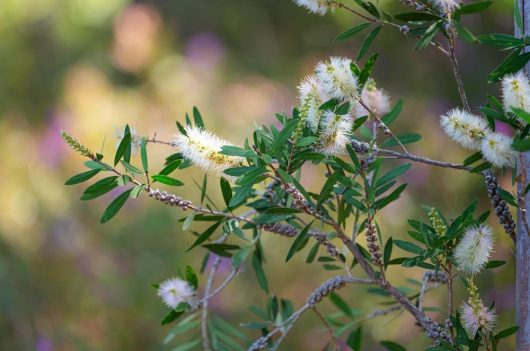 Close-up of a flowering Callistemon 'Icy Burst™' Bottlebrush (Copy) plant with elongated green leaves and round, spiky white flowers. The background is blurred with shades of green and purple, creating an icy burst of colors.