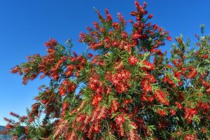 A bottlebrush tree with vibrant red flowers against a clear blue sky.