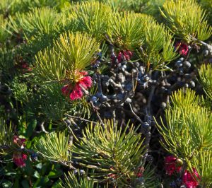 A close-up of a Calothamnus 'Granite Claw Flower' 6" Pot with dense green needle-like leaves, small pink-red flowers, and clusters of dark berries, perfect for planting in a 6" pot.