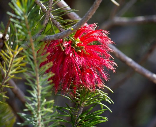 A bright red Calothamnus 'Granite Claw Flower' 6" Pot, with feathery petals, hangs amongst green needle-like leaves and branches.