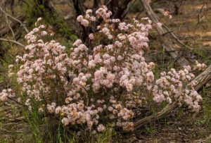 A bush with numerous small, pale pink flowers, known as Calytrix 'Snow Myrtle' 6" Pot, thrives in a natural, forested area with scattered tree branches and green grass.