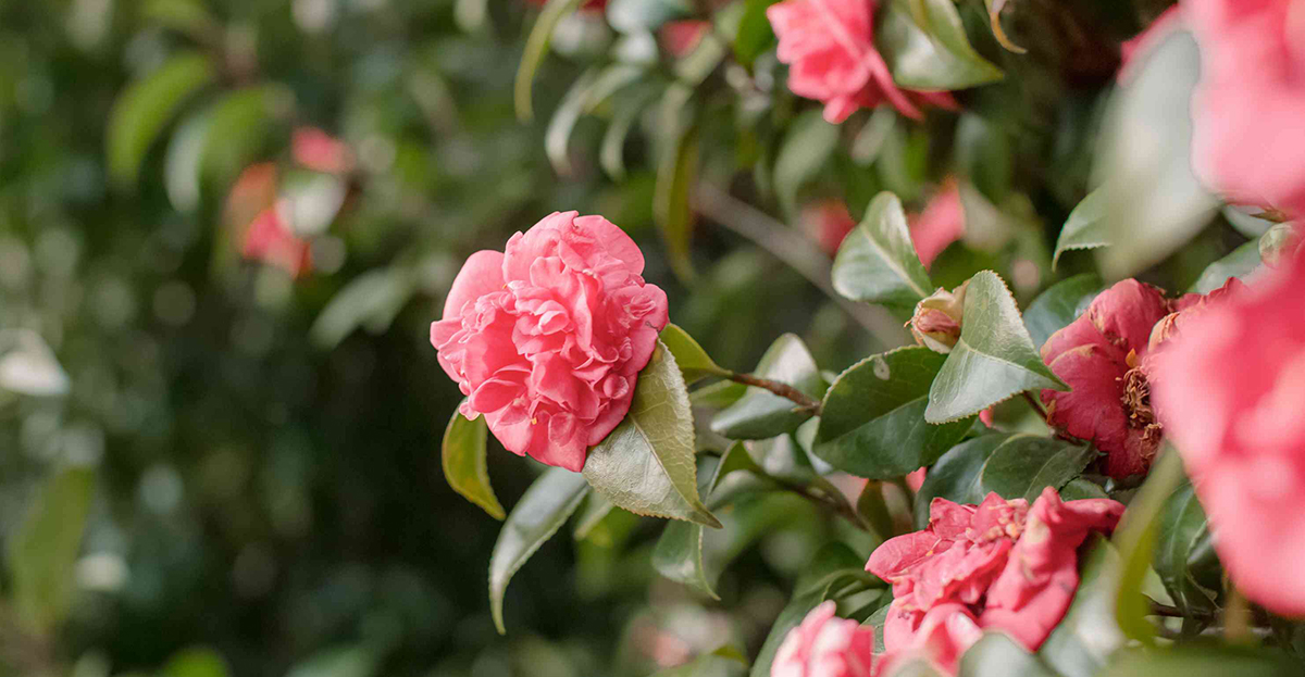 Close-up of pink camellia flowers blooming amid green foliage on a bush in a serene winter garden.