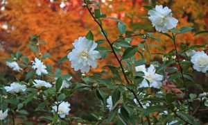 White blooming flowers with green leaves in the foreground, set against a backdrop of vibrant fall foliage in shades of orange and red, create a stunning contrast that transforms your outdoor space into a Winter Garden masterpiece. Camellia in Garden