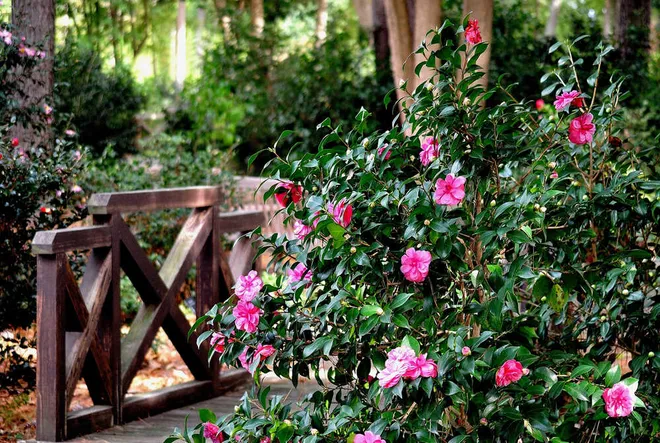 A wooden bridge in the winter garden with a blooming pink camellia shrub in the foreground.