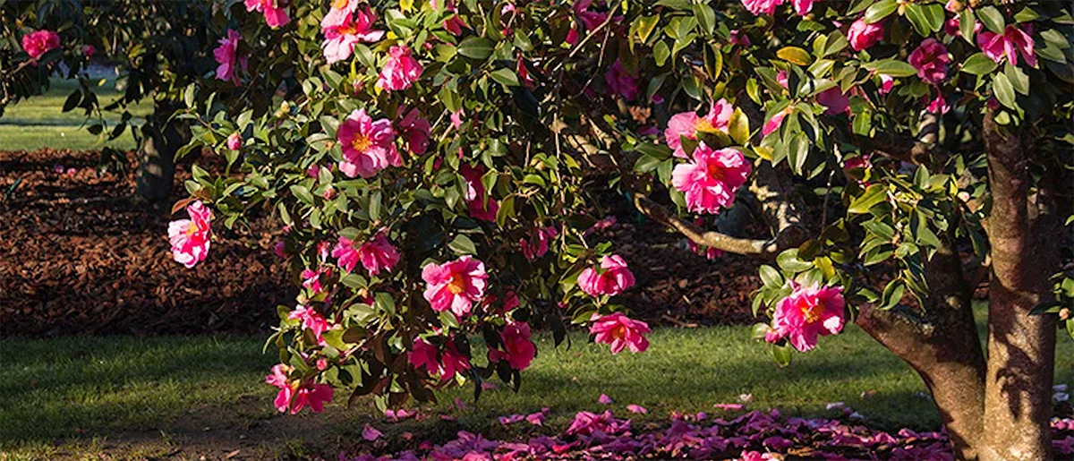 A tree with lush green leaves is covered in vibrant pink flowers, some of which have fallen to the grassy ground below. The tree, a stunning focal point in this charming Winter Garden, is surrounded by a layer of brown mulch. Camellia in Garden