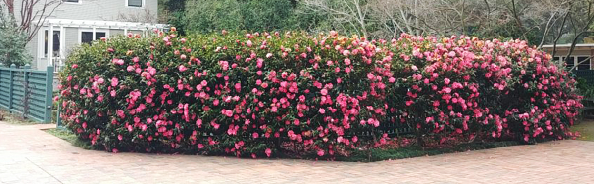 A neatly trimmed hedge densely covered with pink flowers borders a paved area, creating a picturesque winter garden scene with a light-colored house and greenery in the background.