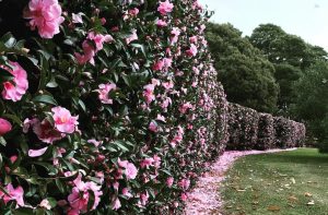 A long hedge of pink camellia flowers in full bloom with fallen petals creating a pink path on the grass alongside it, forming an enchanting Winter Garden. Trees are visible in the background.