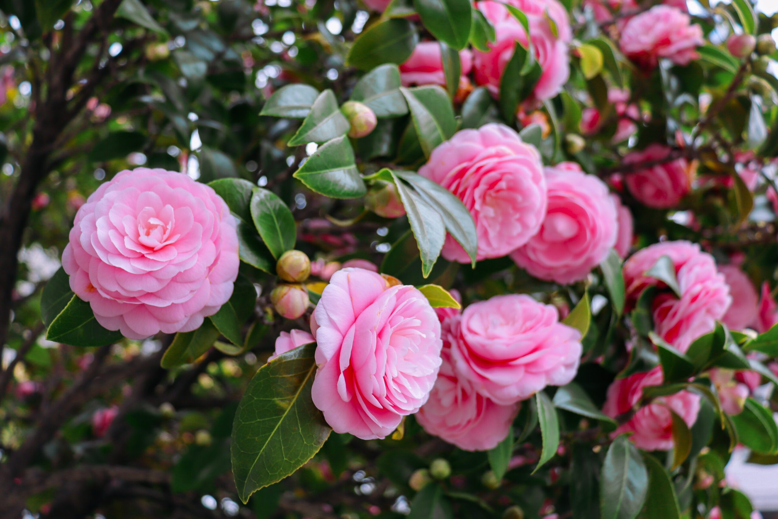 Harness the Versatility of Camellias