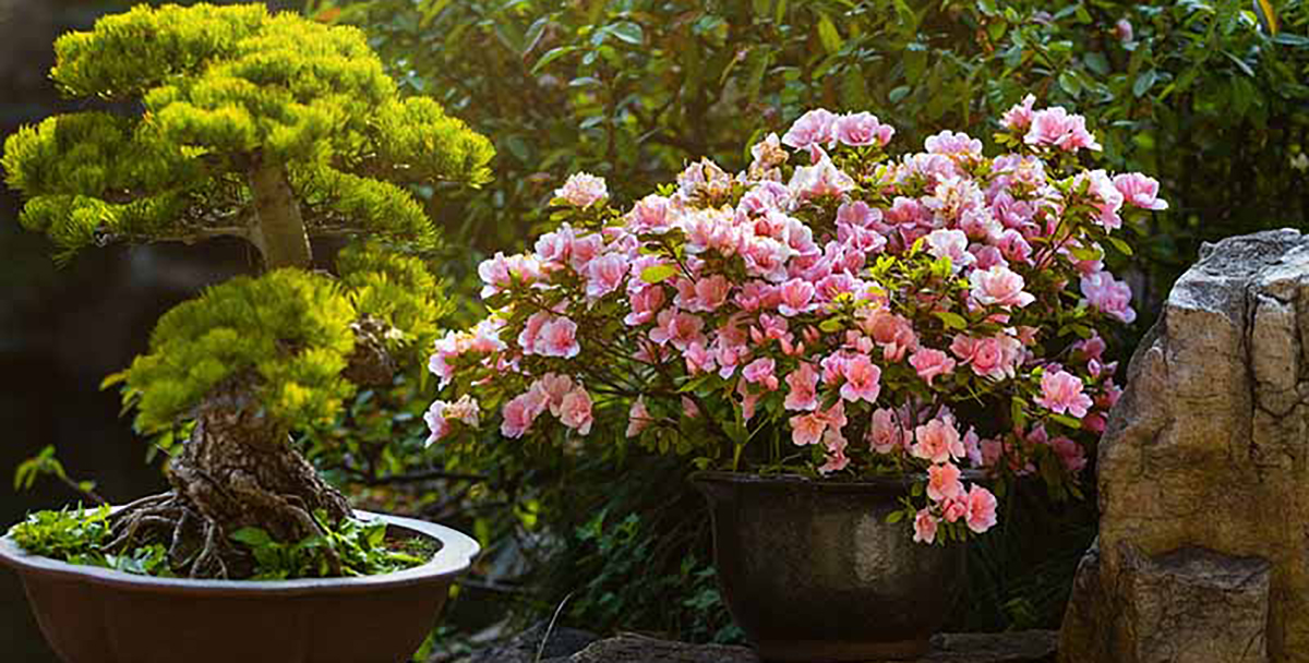 A potted bonsai tree with dense green foliage is placed next to a flowering plant with numerous pink blossoms in a black pot, set in a winter garden with lush greenery in the background.