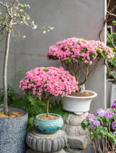 Two potted trees with pink blossoms sit beside an outdoor wall, creating a charming winter garden ambiance, accompanied by a potted plant with green leaves and purple flowers. Camellia in Pots