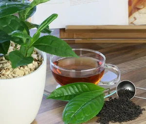 A cup of black tea sits on a wooden table next to fresh green tea leaves, loose black tea, and a potted tea plant. Camellia Tea Plant