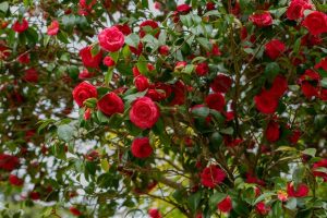 A tree covered in bright red roses with green leaves stands majestically, reminiscent of a Camellia japonica 'Nicky Crisp' 10" Pot (Copy), enhancing any space with its 10" pot.