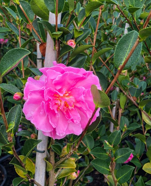 A vibrant pink flower blooms among green foliage, with smaller buds around it.