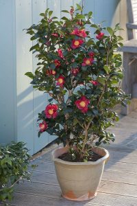 A potted camellia plant with dark green leaves and vibrant red flowers placed on a wooden deck near a light blue wooden fence. Camellia