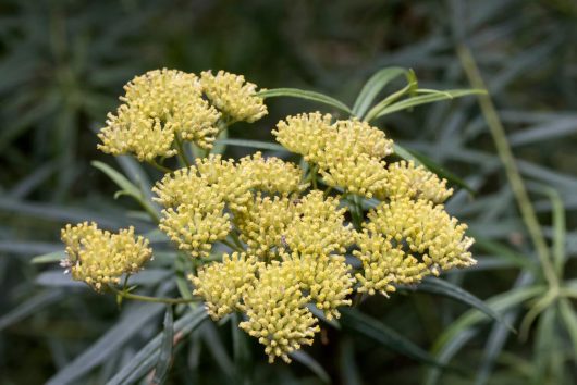 Cluster of small, yellow-green flowers on long, slender stems with narrow leaves in the background, reminiscent of Cassinia aureonitens 'Yellow' 6" Pot. A delicate arrangement that would look stunning in a yellow pot.