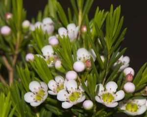 Close-up of Chamelaucium 'Paddy's Pink' Geraldton Wax 6" Pot (Copy) showcases white wax flowers and pink buds amidst vibrant green foliage.