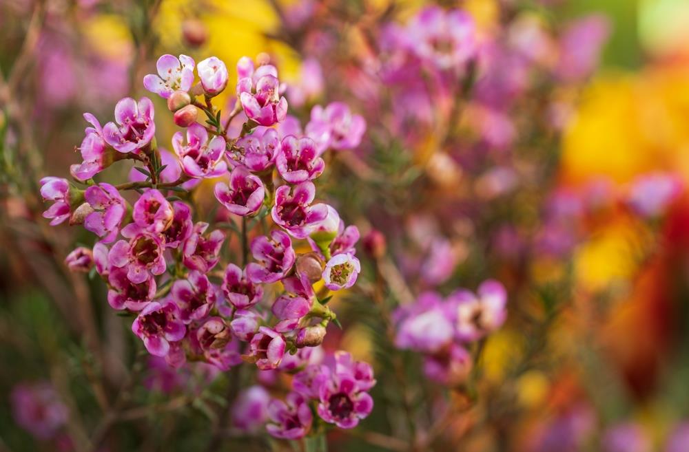 Close-up of small pink and white Chamelaucium 'Blizzard' Geraldton Wax 6" Pot (Copy) flowers with a blurred background of vibrant yellow and red blooms.