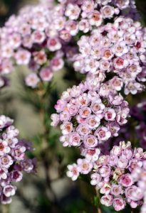 Clusters of small, pale pink Chamelaucium 'Paddy's Pink' Geraldton Wax 6" Pot flowers with dark centers, blooming densely on green stems.