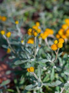 Close-up of a Chrysocephalum 'Silver Sunburst' 6" Pot (Copy) cluster with small, round, yellow blooms and silvery-green leaves. The background consists of more similar plants and out-of-focus greenery.
