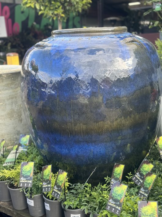 A large, Cleopatra Urn Nile Blue 90x110cm on display surrounded by small potted lemon lime plants with labels.