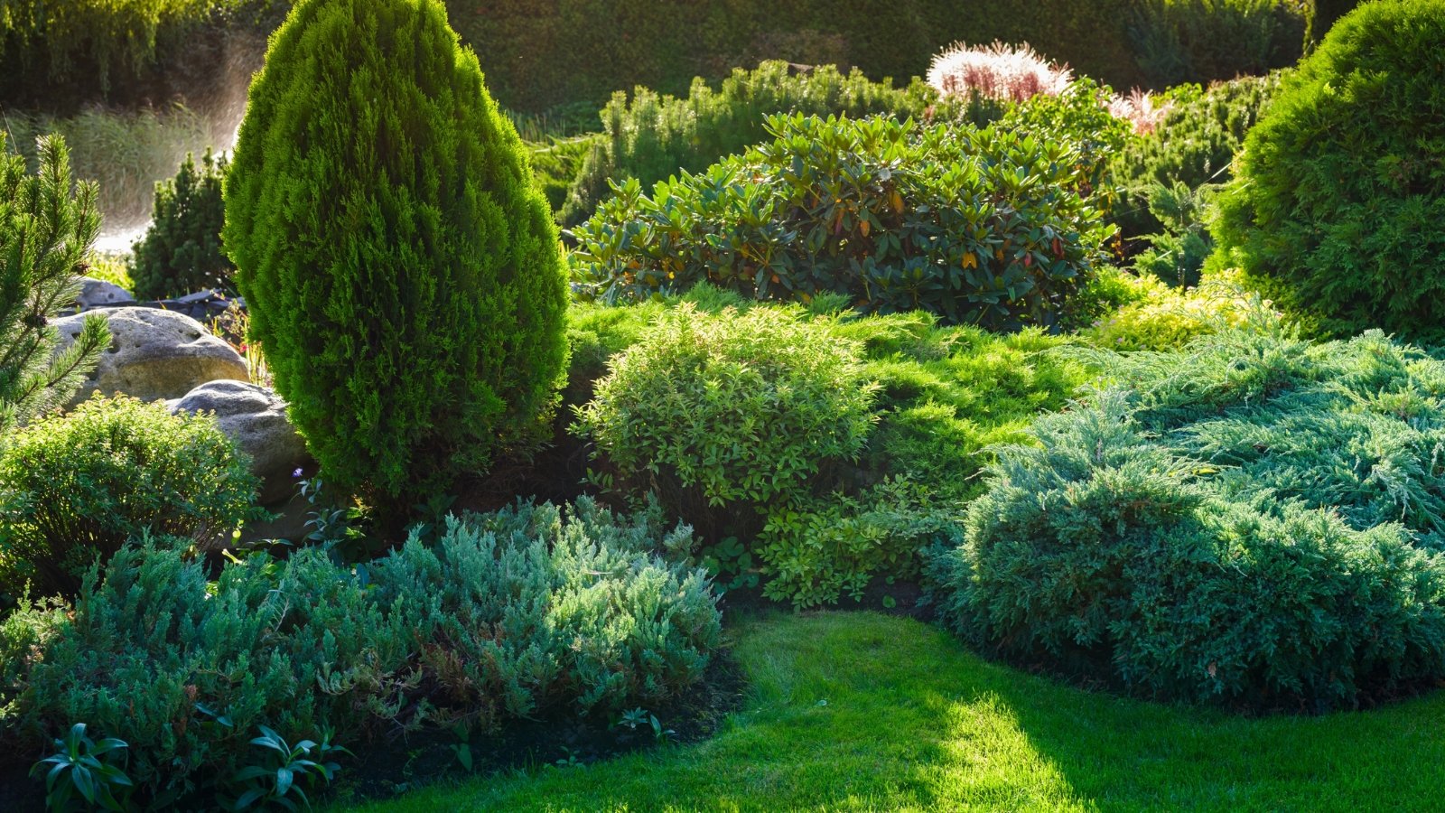 A well-maintained Winter Garden with various green shrubs, bushes, and a small tree on a sunny day. Conifers