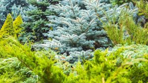 A variety of densely packed evergreen trees and shrubs, including blue spruce and pine, with vibrant green and blue-green foliage.