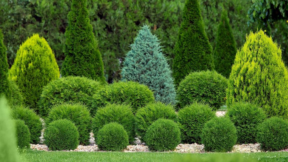 A winter garden featuring various types of coniferous shrubs and trees arranged in rows, with spherical and conical shapes, against a backdrop of lush green foliage.