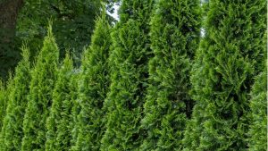 A row of tall, dense green evergreen trees, closely planted, with a leafy tree in the background.