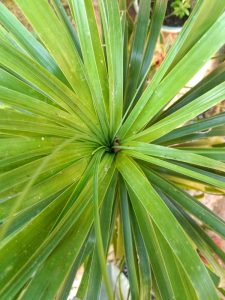 Close-up view of a Cordyline 'Kasper Green' 6" Pot plant with long, narrow leaves radiating from a central point, forming a spiral-like pattern.