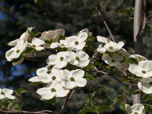 White Dogwood flowers with green centers and green leaves on a tree branch, showcasing the delicate beauty of Cornus 'Eddies White Wonder' Dogwood 16" Pot, against a blurred background of additional foliage and sky.