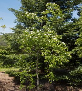 A young, flowering tree with white blossoms stands in a landscaped garden area, surrounded by larger, evergreen trees in the background. A mesh fence encircles the base of the tree.