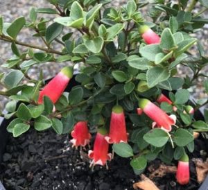 A Correa 'Ember Chimes' 6" Pot plant with green leaves and multiple hanging tubular red and white flowers in a black pot.