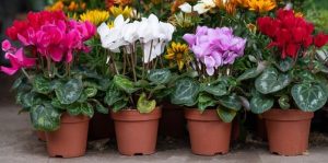 Potted Cyclamen with vibrant red, pink, white, and purple flowers arranged in rows on the ground, featuring the delightful Cyclamen 'Mini Pom Pom Mix' 5" Pot.