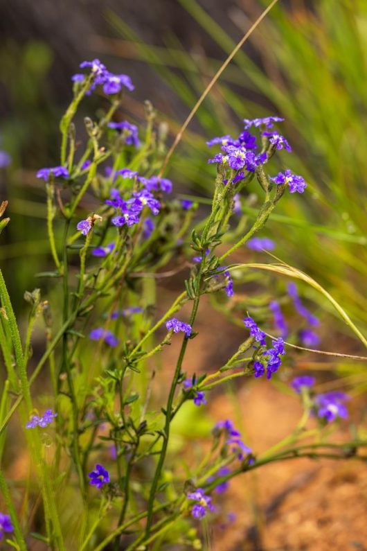 Close-up of a Dampiera 'Cobalt Mound' 6" Pot (Copy) with slender green stems and small, vibrant purple flowers, growing outdoors among grasses and other foliage.