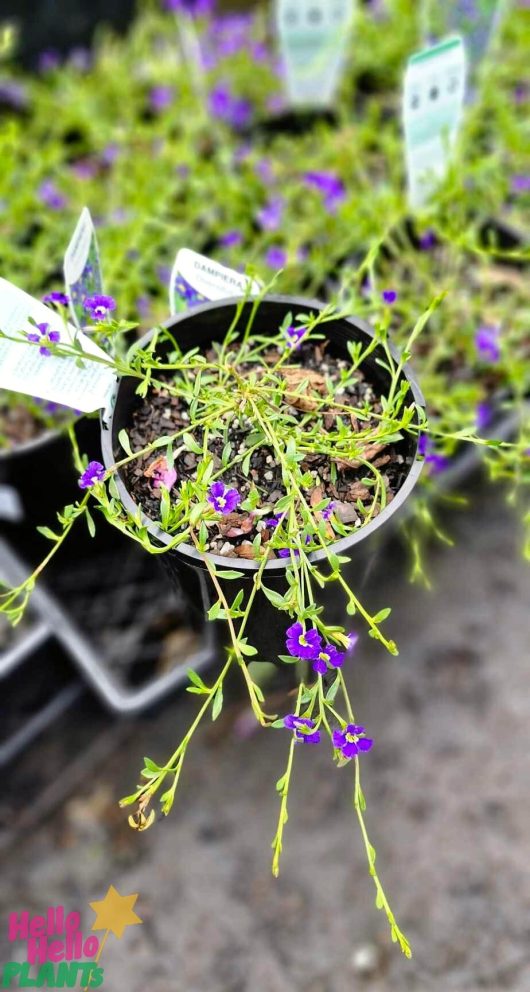 A Dampiera 'Royal Purple' plant in a 6" pot, adorned with small purple flowers and green stems, sits elegantly on a gray surface with tags visible in the background.