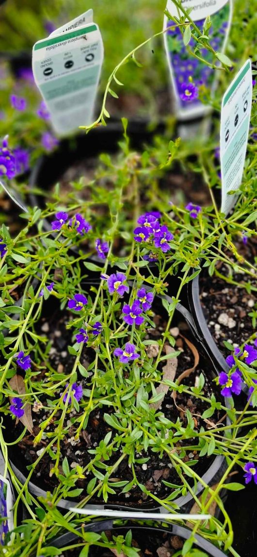 Dampiera 'Royal Purple' thrives in 6-inch pots, each featuring plant care tags for convenient maintenance.