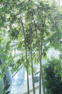 The Bambusa 'Timor Black' Bamboo 8" Pot (Copy) inside a modern glass conservatory, with sunlight filtering through the leaves.