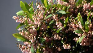 A bush with clusters of small, bell-shaped pink flowers and green leaves against a gray background.