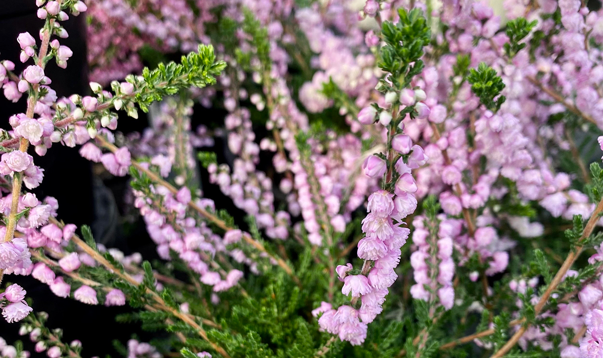 Close-up of pink and purple heather flowers with green stems and leaves. The blooms are densely clustered, forming a vibrant and delicate display perfect for a winter garden.