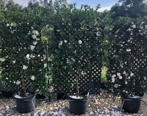 Three potted plants with white and pink flowers are placed in front of a lattice fence, creating a charming winter garden scene. Fallen petals are scattered on the gravel ground beneath them. Trees and a cloudy sky can be seen in the background. Espaliered Camellia