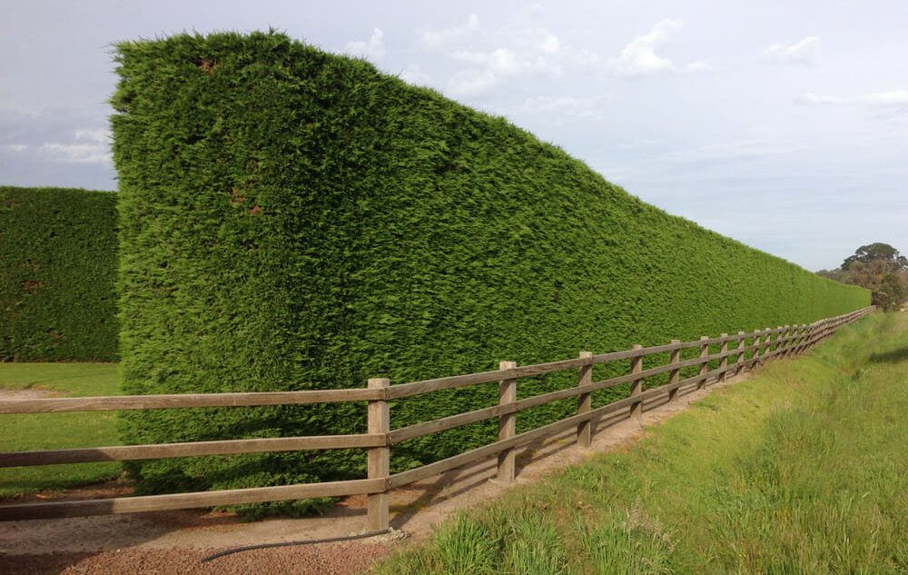 A tall, green hedge neatly trimmed into a perfect rectangular shape stands alongside a wooden fence in a grassy Winter Garden. The sky is partly cloudy.