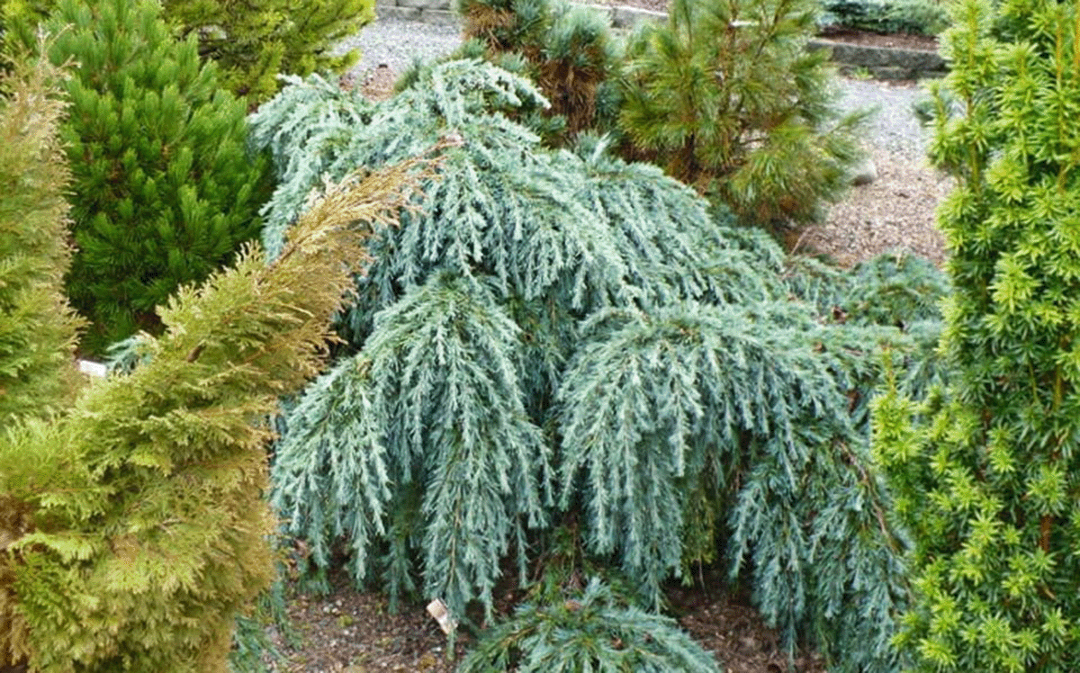 A winter garden scene with various green and blue-green coniferous plants, including weeping blue atlas cedar surrounded by other conifers on a bed of gravel.