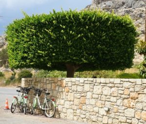 Two green bicycles are parked against a stone wall in front of a large, well-trimmed Ficus nitida 'Chinese Banyan' 16" Pot with a dense, square-shaped canopy. Ficus microcarpa var. nitida chinese banyan tree
