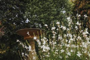A birdbath stands amid lush green foliage and blooming white flowers, surrounded by the graceful charm of a Gaura Belleza 'White' Butterfly Bush 4" Pot.