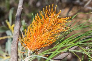 Close-up of a vibrant orange Grevillea 'Amber Blaze' 6" Pot flower with long, thin petals and green foliage in the background. The flower is blooming on a plant with slender, curved leaves, thriving in a 6" pot.