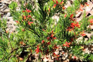 A green shrub with narrow leaves and clusters of small, red tubular flowers, the Grevillea 'Audrey' 6" Pot (Copy) comes in a convenient 6" pot.