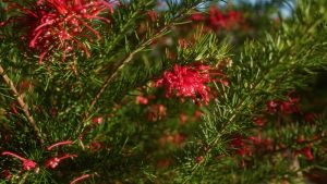 Close-up of vibrant red Grevillea flowers and green needle-like leaves on a Grevillea 'Mallee Sensation' 6" Pot in a sunlit outdoor setting.