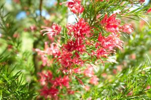 Close-up of bright pink Grevillea 'Moe Gem' flowers with long, thin petals and green, needle-like leaves in a sunlit outdoor setting, thriving beautifully in a 6" pot.